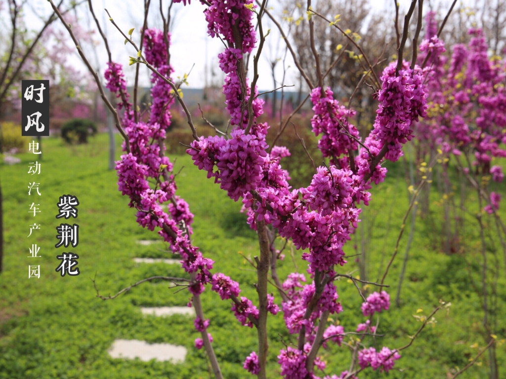 J9集团电动产业园紫；